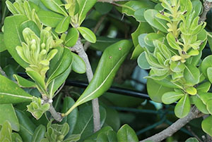 Tubi di distribuzione nelle siepi