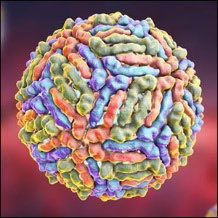 Virus West Nile